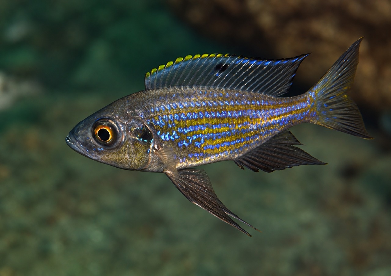 Aulonocranus dewindti 'Mwila Island'